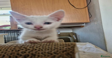 Siamese cats - Advert 3