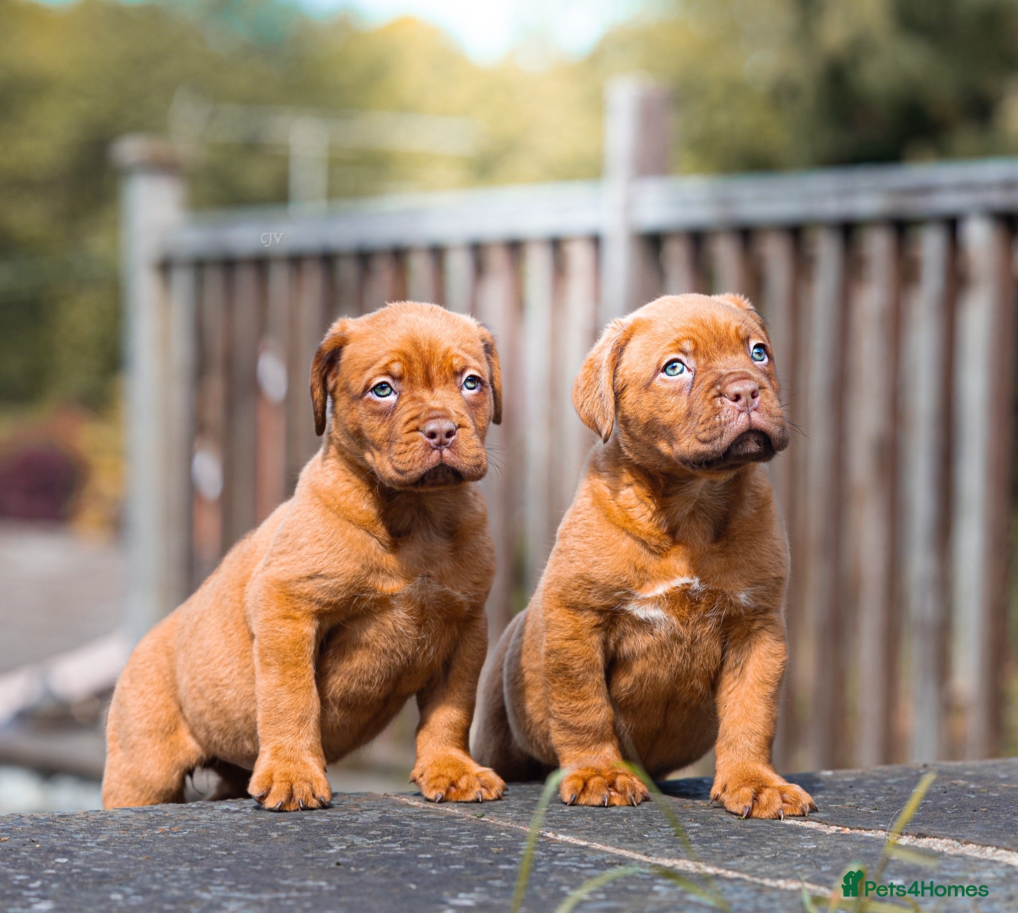 Dogue De Bordeaux dogs Dogue De Bordeaux females  - Advert 1