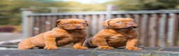 Dogue De Bordeaux dogs for sale: Dogue De Bordeaux females  - Advert 1