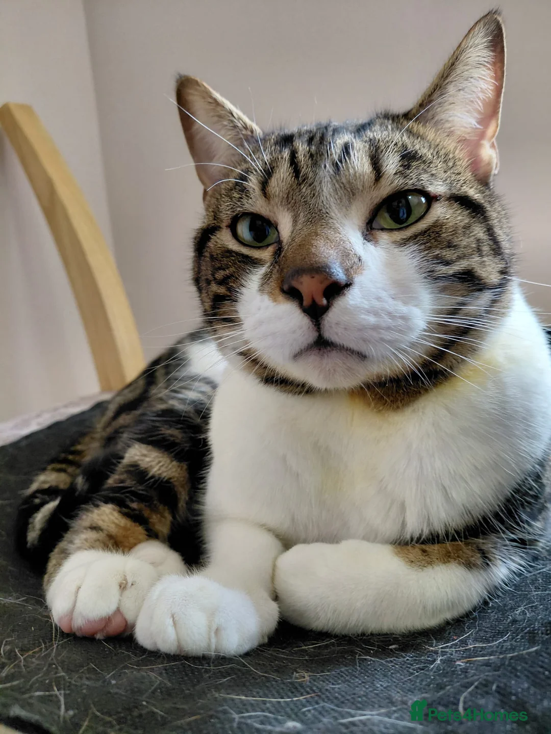 Mixed Breed cats for sale: 2 and a half year male cat - Advert 4