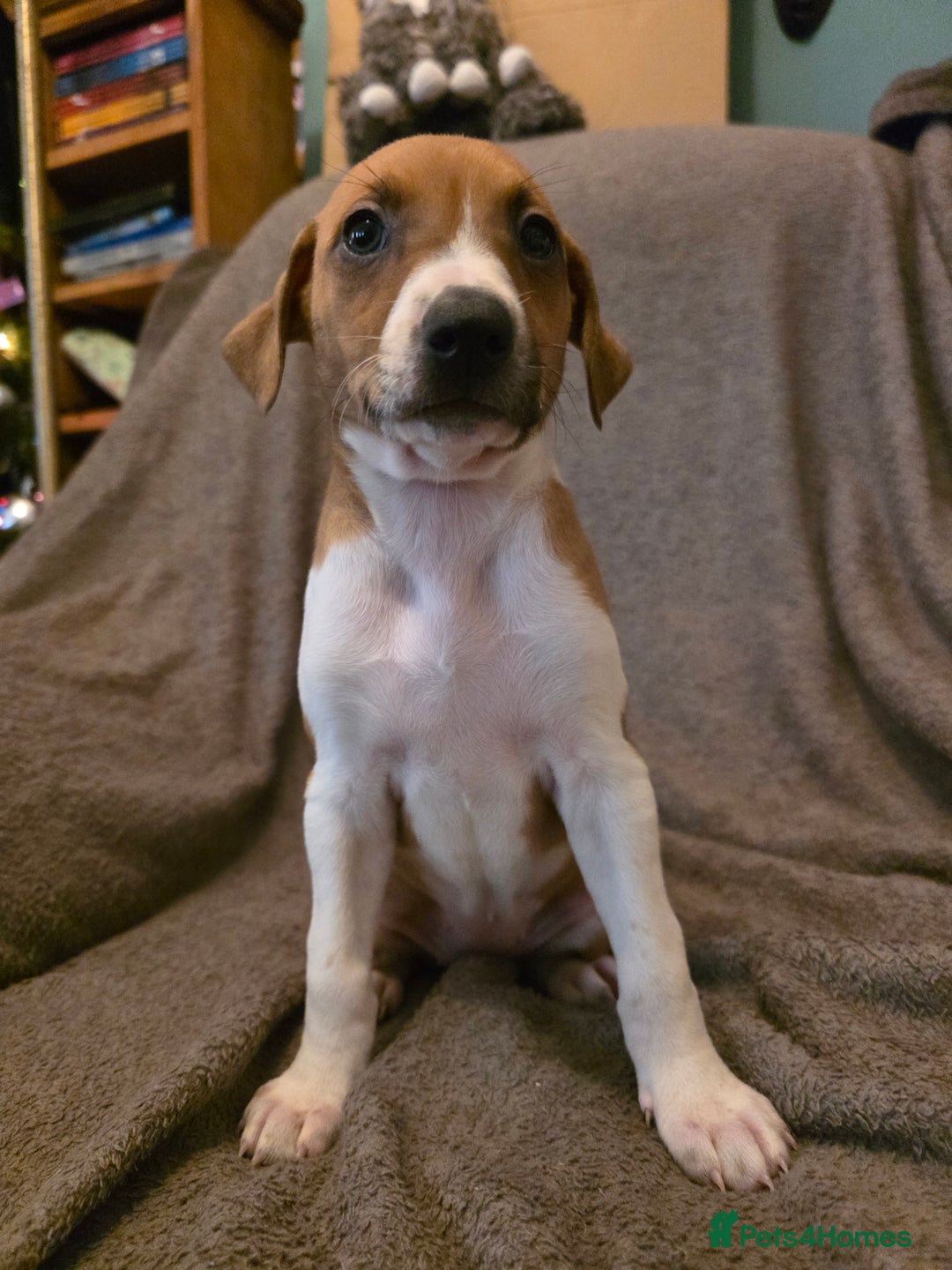 Mixed Breed dogs for sale: Italian Greyhound x Bull Greyhound Puppies - Advert 5