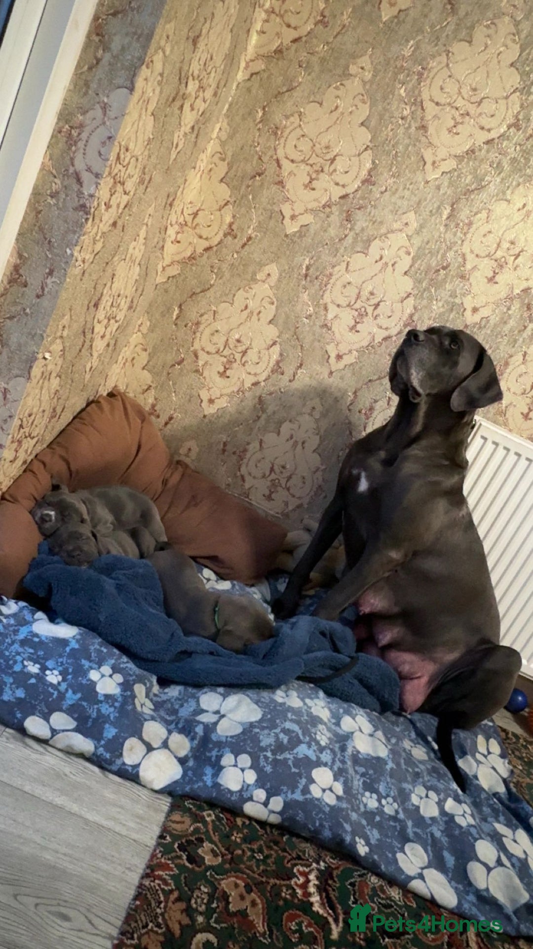 Cane Corso dogs for sale: Cane corso puppies  - Image 4