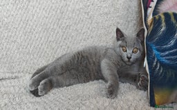 British Shorthair cats for sale: British shorthair blue / lilac kittens  - Image 31