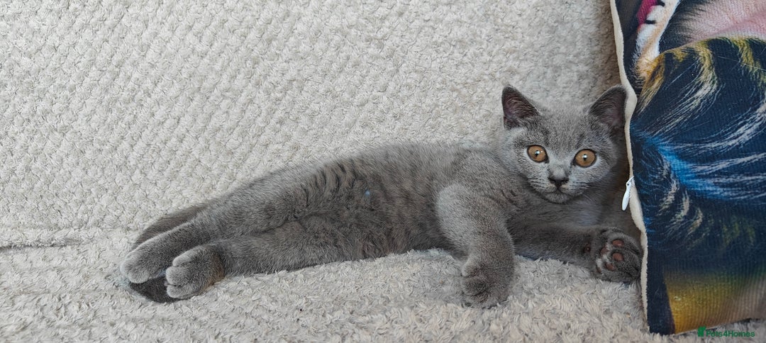 British Shorthair cats for sale: British shorthair blue / lilac kittens  - Image 31