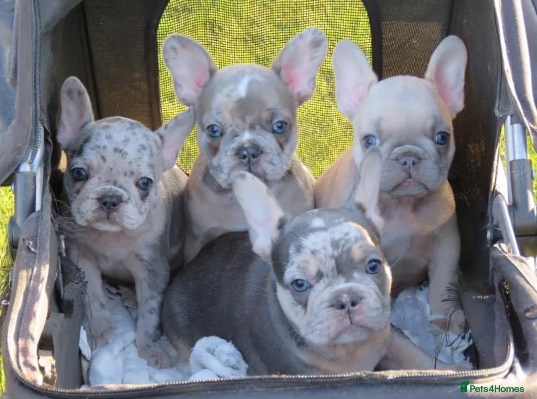 French Bulldog dogs for stud: HEALTH TESTED BLUE MERLE & TAN STUD CARRYING COCOA in Boston - Advert 20