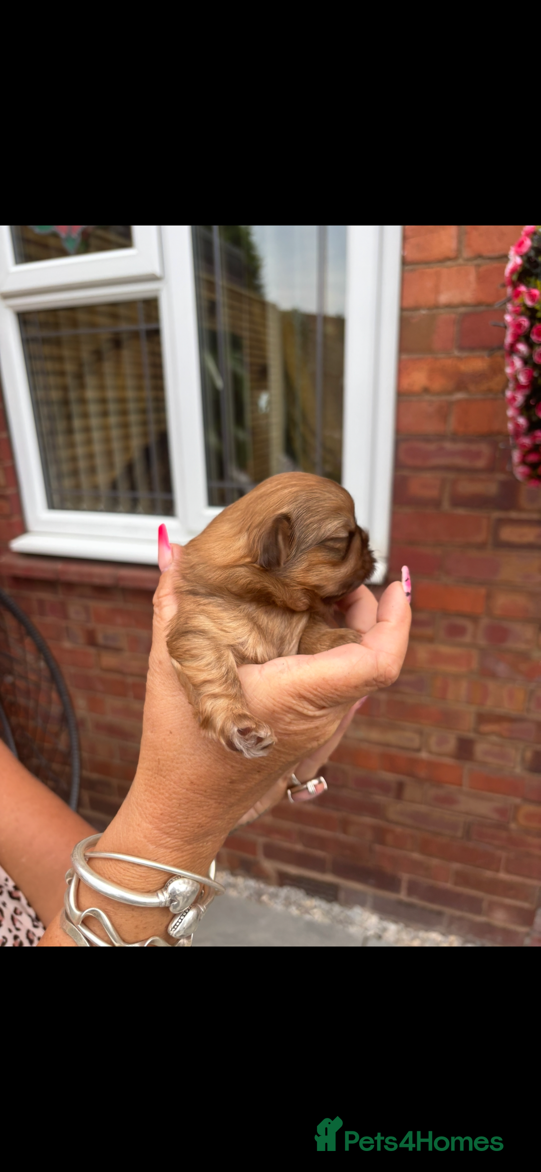Shih Tzu dogs for sale: Imperial shih tzu puppies - Image 13