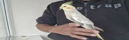 Cockatiels birds for sale: Super Tamed baby Cockatiel for sale - Advert 10