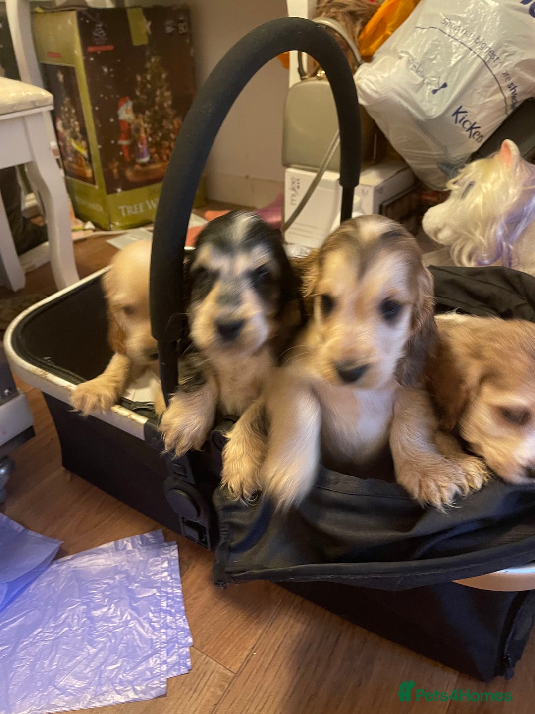 Cocker Spaniel dogs for sale: Quality litter of Show Type Cocker Spainels  - Advert 3