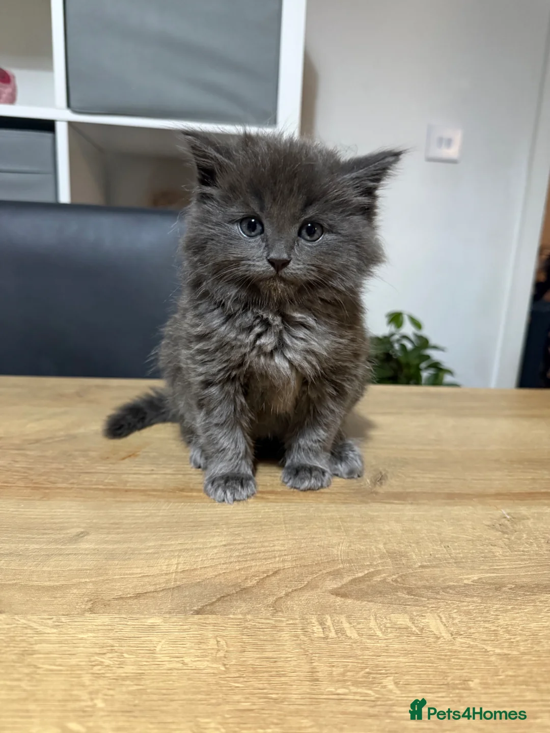 Ragdoll cats for sale: GREY RAGDOLL KITTEN  - Advert 1