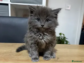 Ragdoll cats GREY RAGDOLL KITTEN - Advert 5