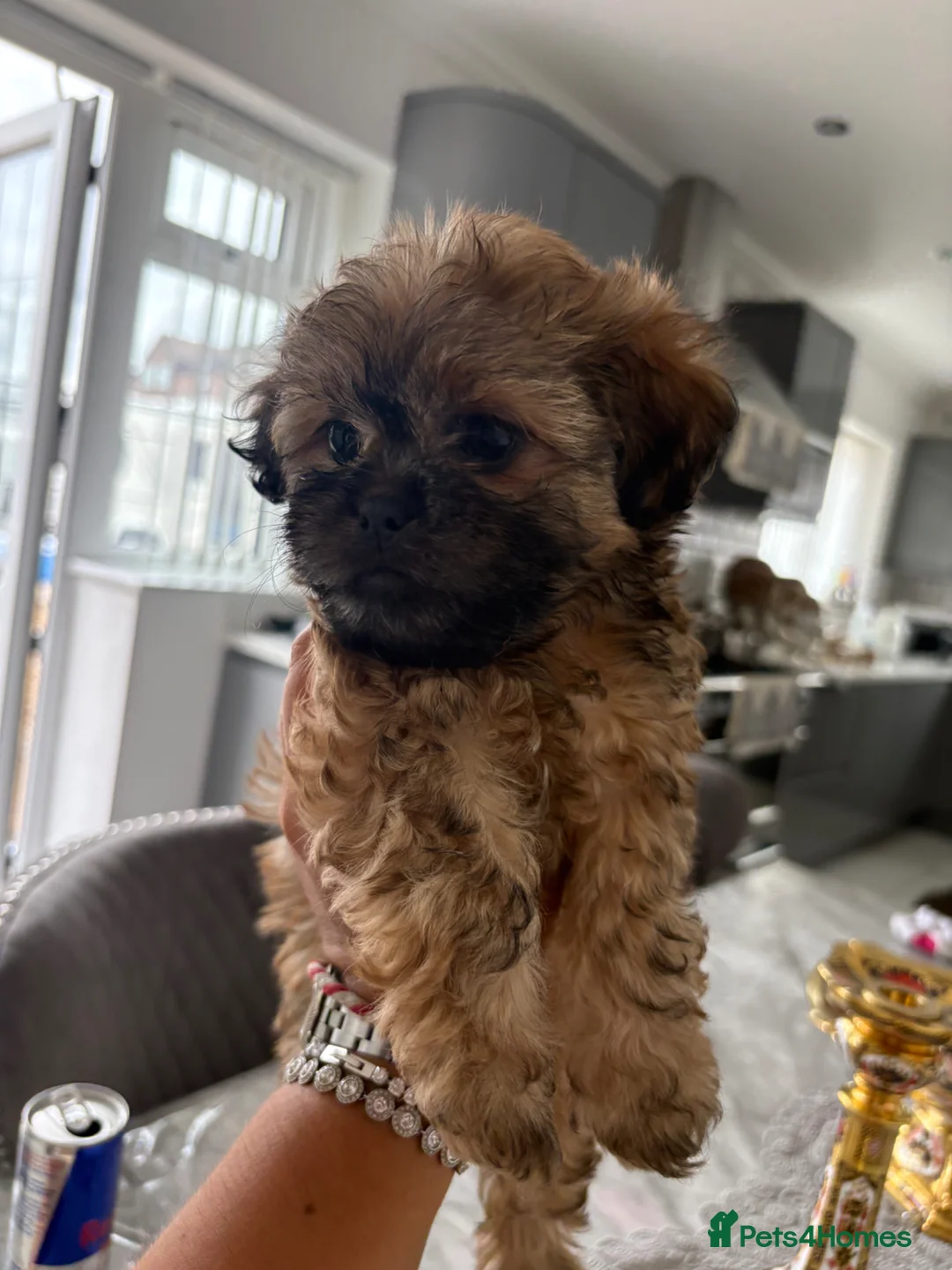 Shih Tzu dogs for sale: Shih tzu puppies  - Advert 10