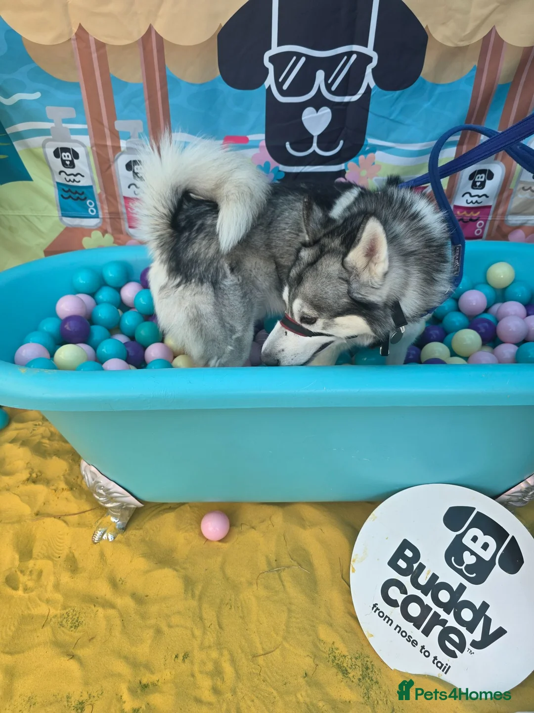 Siberian Husky dogs for stud: husky for stud - Advert 6