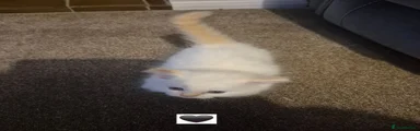 Ragdoll 1