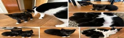Mixed Breed cats for sale: Looking for a Loving & Caring Home  - Advert 3