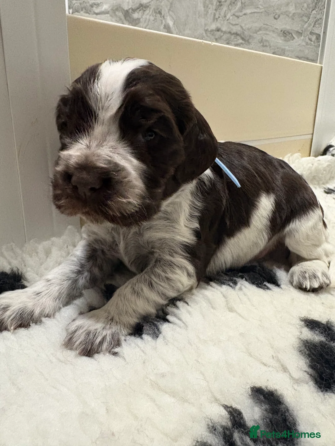 Cocker Spaniel dogs for sale: Beautiful DNA tested Show Cocker Spaniels - Advert 7