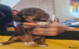 Cockerdor dogs for sale: Rare coloured stunning Cockerdor pups  - Image 5