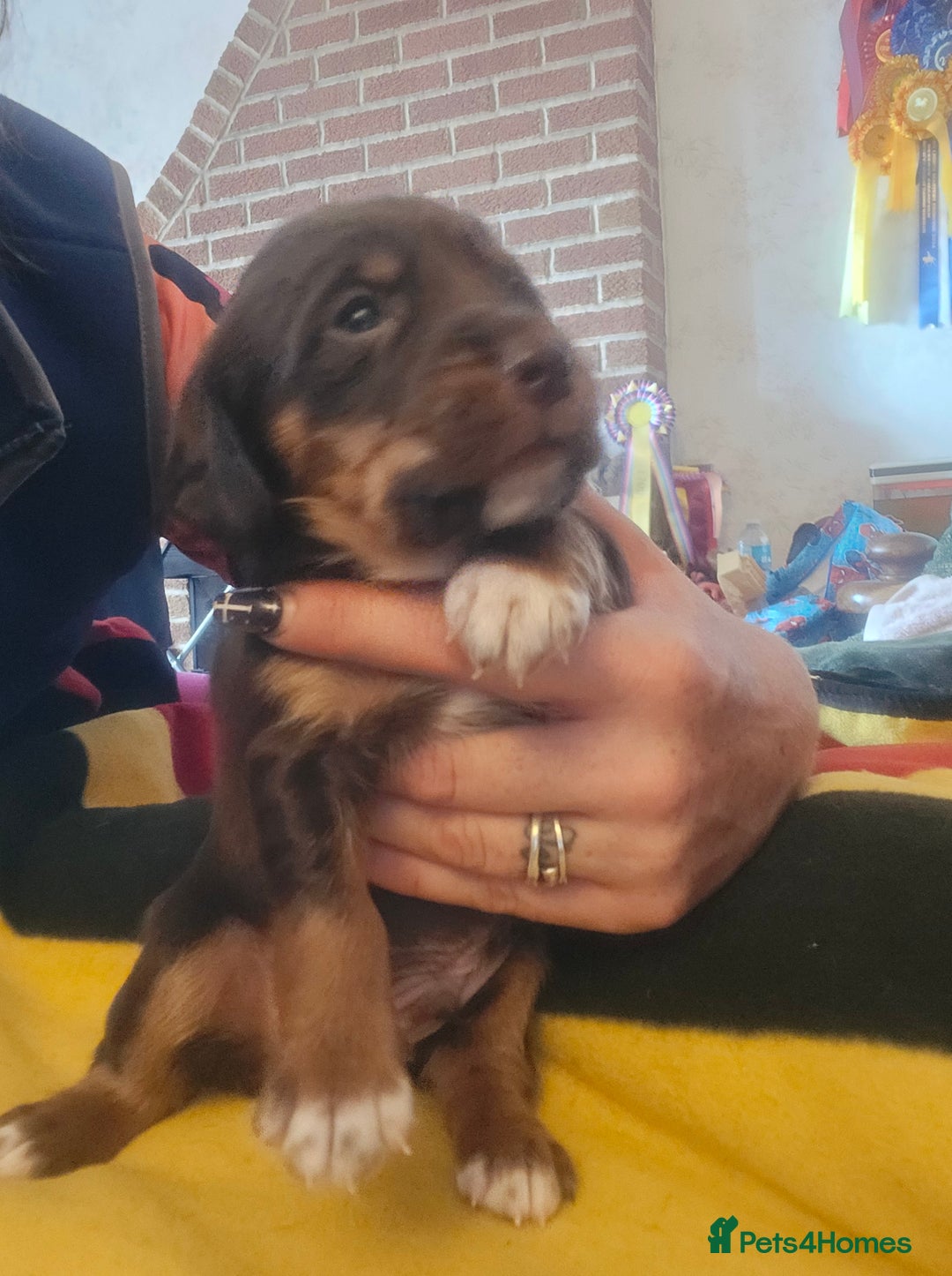 Cockerdor dogs for sale: Rare coloured stunning Cockerdor pups  - Image 5