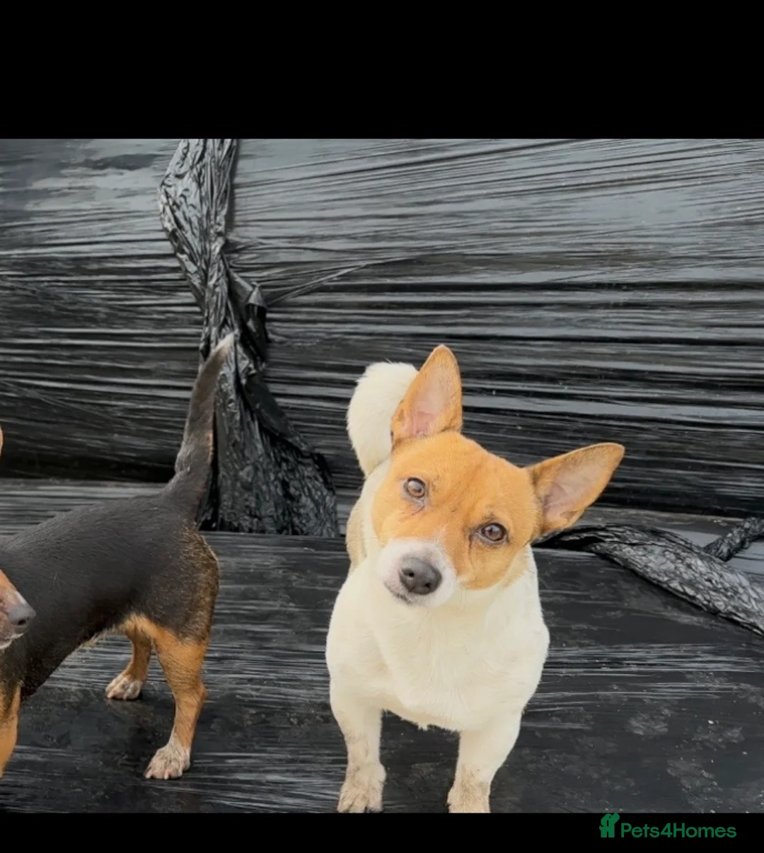 Jack Russell dogs for sale: Stunning miniature short haired jack Russell pups - Advert 5