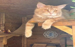 Maine Coon cats for sale: Beautiful huge boy  - Advert 3