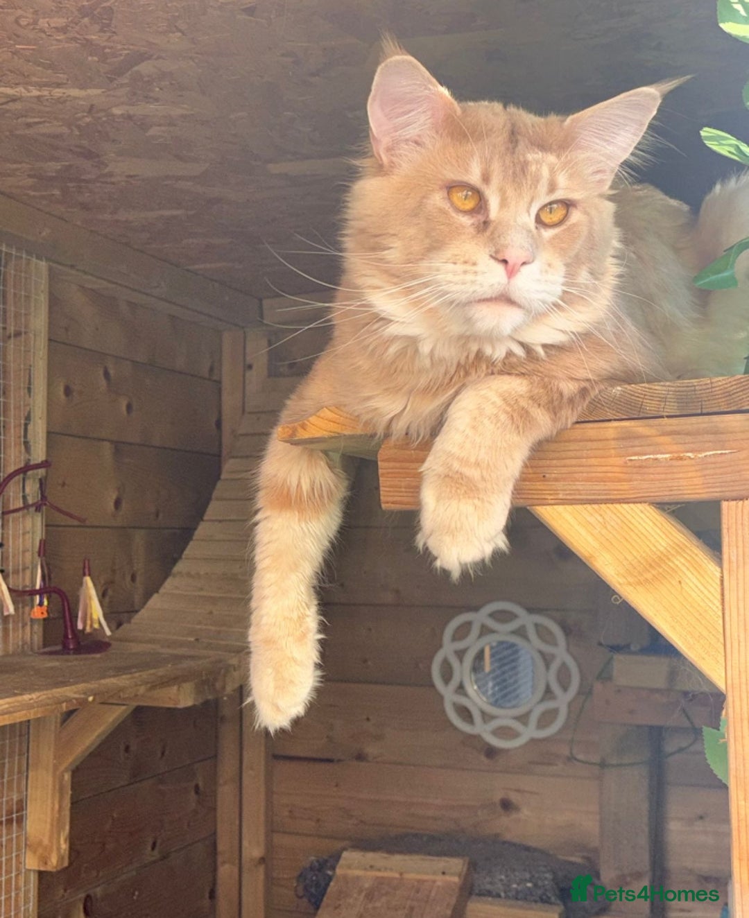 Maine Coon cats for sale: Beautiful huge boy  - Advert 3
