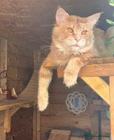 Maine Coon cats Beautiful huge boy - Advert 4