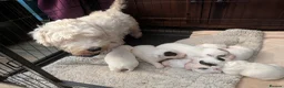 Sealyham Terrier dogs for sale: Beautiful Champion Lines Sealyham Terrier Litter - Advert 2