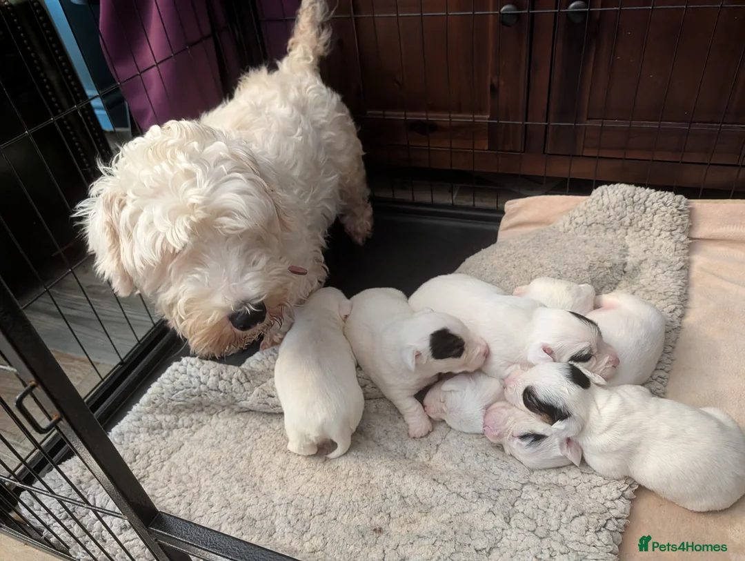 Sealyham Terrier dogs for sale: Beautiful Champion Lines Sealyham Terrier Litter - Advert 2