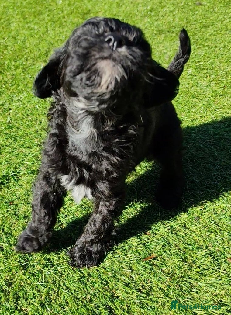 Cavapoo dogs Unique🌈Litter F1 Cavapoo's Health Tested  - Advert 18