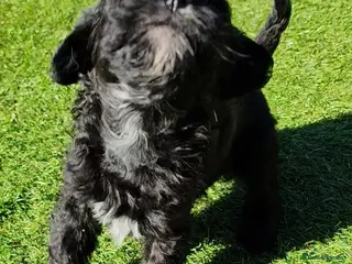 Cavapoo dogs ❤️2 Stunning Black Girls❤️F1 Cavapoo's Health Test - Advert 7