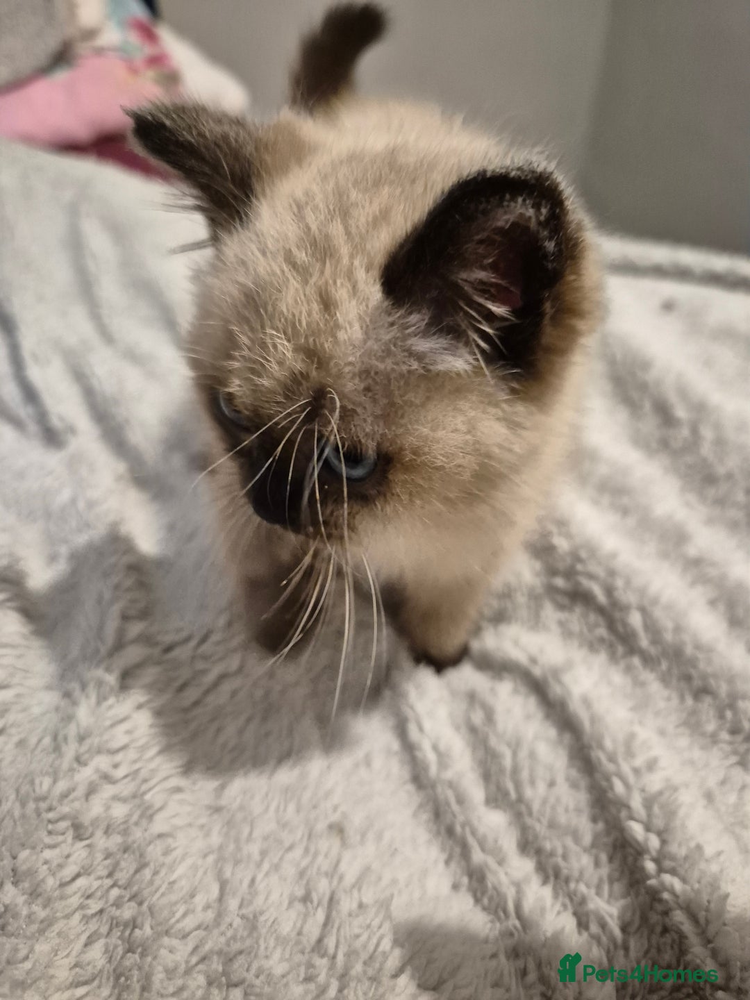 Snowshoe cats for sale: Pedigree Tica reg seal point snowshoe boy  - Advert 6