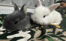 Netherland Dwarf rabbits for sale: Beautiful tamed Bunnies for sale  - Advert 12