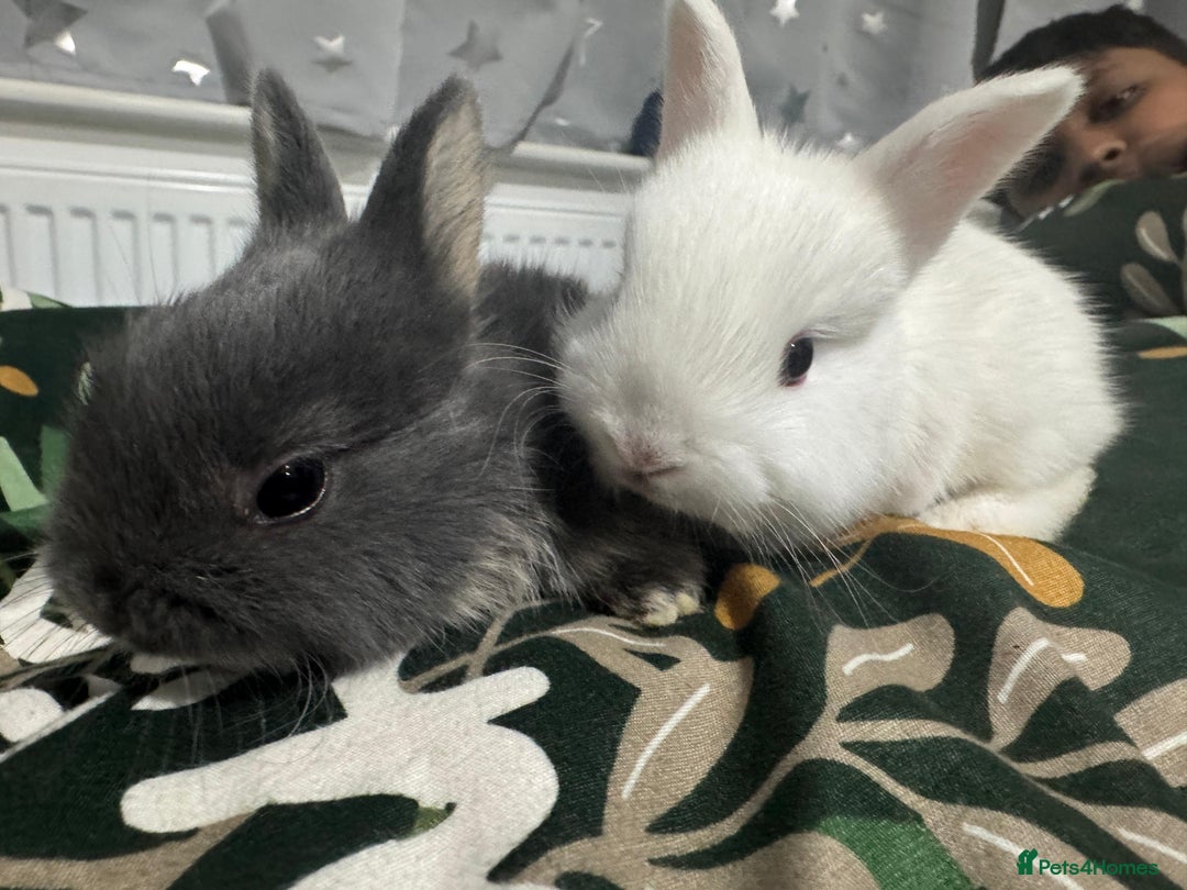Netherland Dwarf rabbits for sale: Beautiful tamed Bunnies for sale  - Advert 12