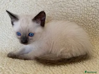 Siamese cats Traditional seal point siamese female kitten - Advert 8