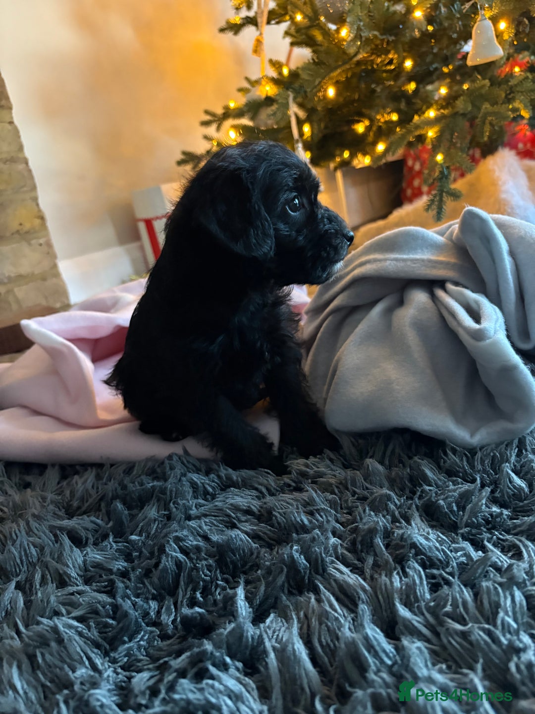 Mixed Breed dogs for sale: Border x poodle puppies - Advert 8