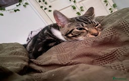 Domestic Shorthair cats for sale: Beautiful Kitten— Nova - Image 5