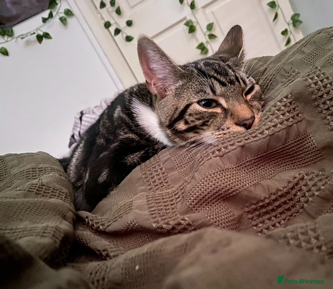 Domestic Shorthair cats for sale: Beautiful Kitten— Nova - Image 5
