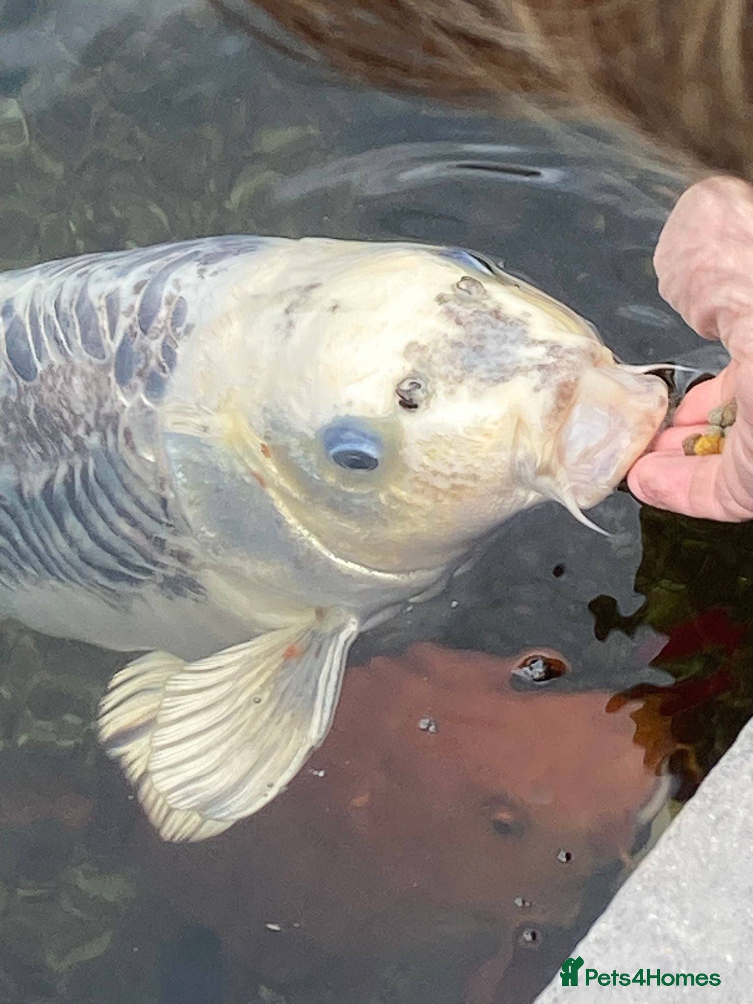 Pond Fish fish Beautiful Koi to be rehomed - Advert 1