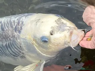 Pond Fish fish Beautiful Koi to be rehomed - Advert 1