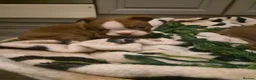 Boston Terrier dogs for sale: Beautiful boston puppies  - Advert 18
