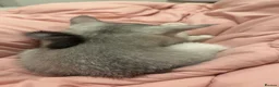 Scottish Fold cats for sale: Meenu she’s a lovely little Scottish short hair in London - Advert 2