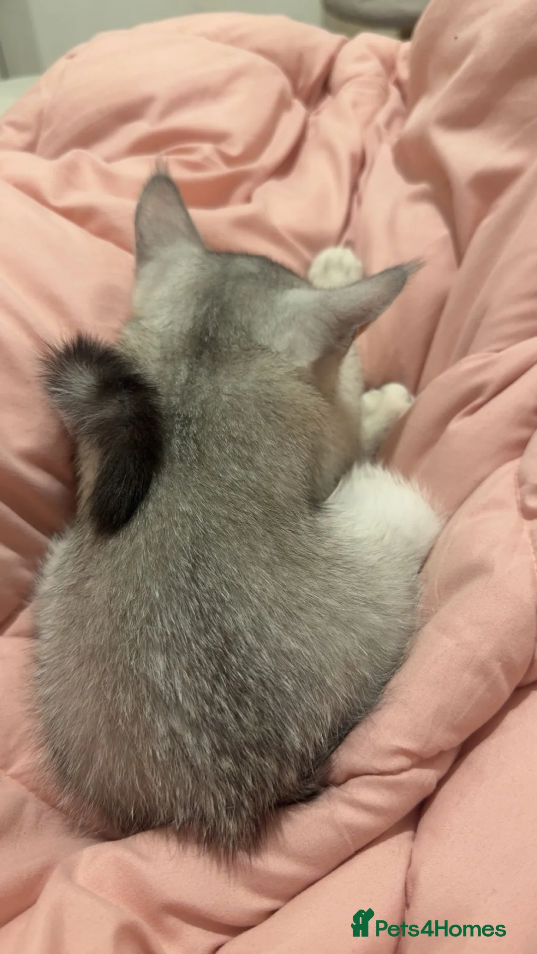 Scottish Fold cats for sale: Meenu she’s a lovely little Scottish short hair in London - Advert 2