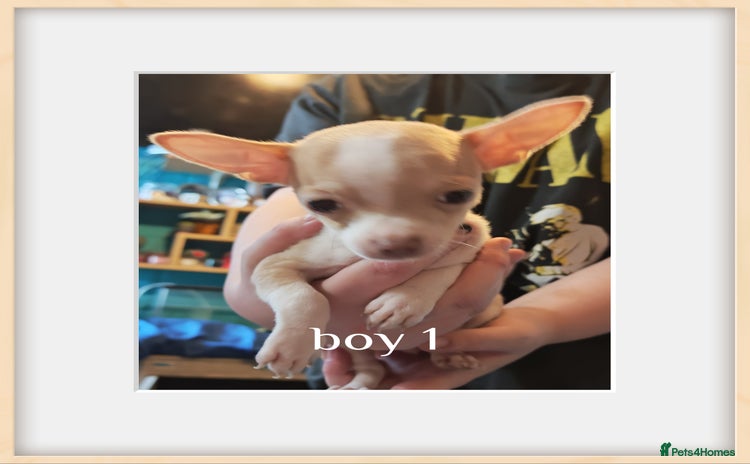 Chihuahua dogs - Advert 8
