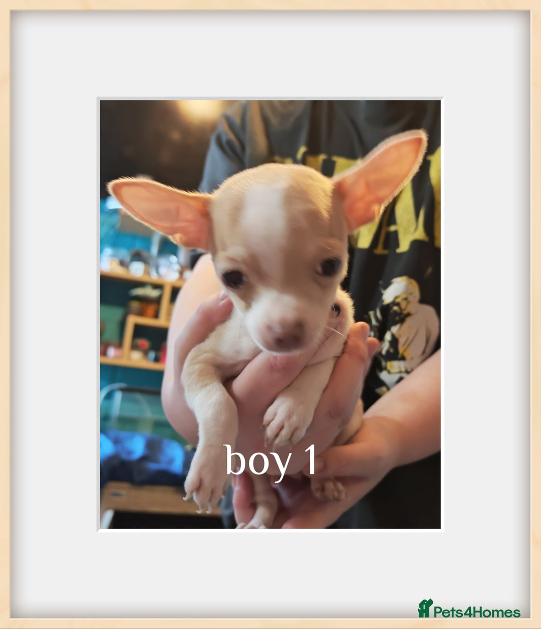 Chihuahua dogs for sale: Apple head chihuahua - Image 1