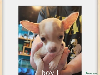 Chihuahua dogs - Advert 12
