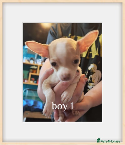 Chihuahua dogs - Advert 16