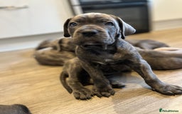 Cane Corso dogs for sale: Purebred Cane Corso puppies  - Image 28