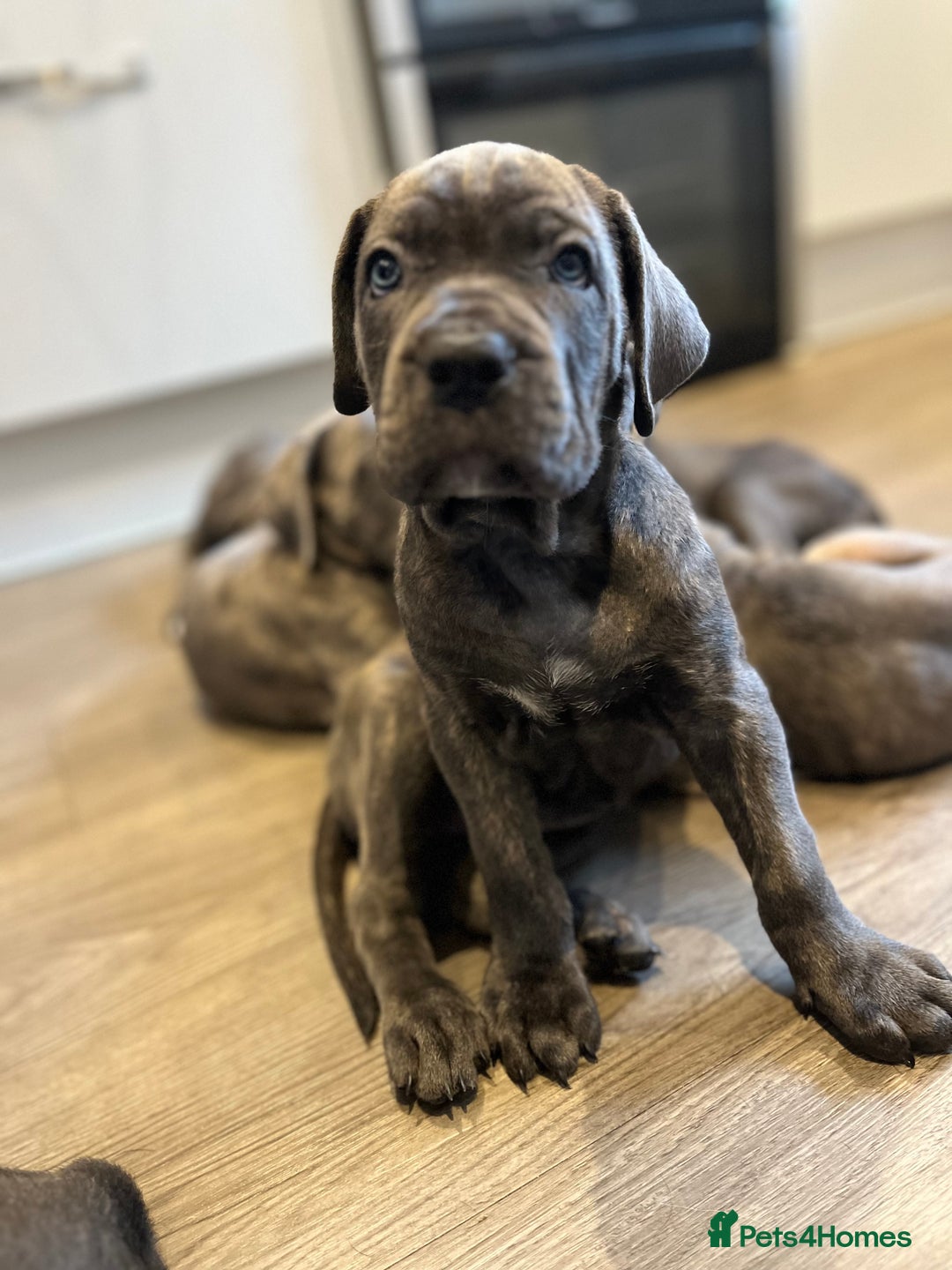 Cane Corso dogs for sale: Purebred Cane Corso puppies  - Image 28