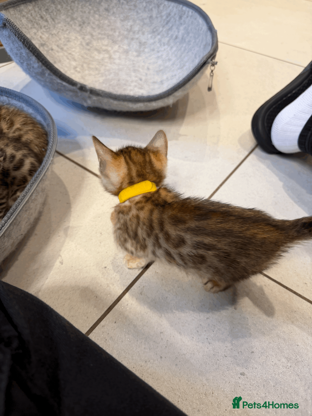 Bengal cats for sale: 🐾 Purebred Bengal Kittens for Sale 🐾 - Advert 3