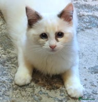 Ragdoll cats - Advert 13