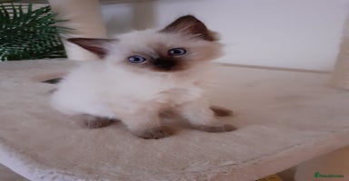 Ragdoll cats - Advert 16